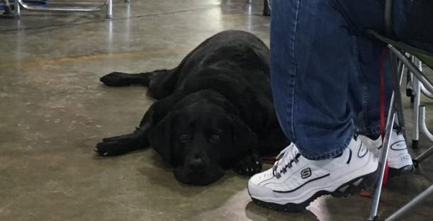 Dog Show - Dog tired